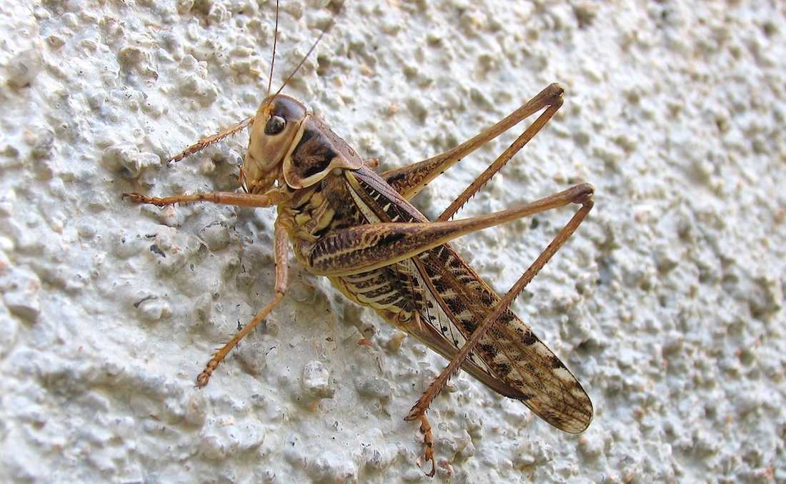 Decticus albifrons femmina